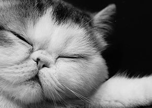 exotic shorthair cat breed