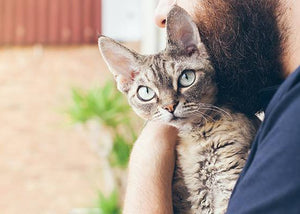 man holding hypoallergenic devon rex cat breed