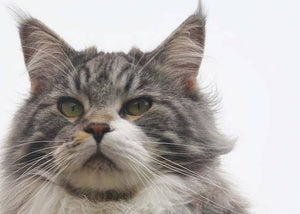 maine coon cat breed