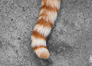 cat tail