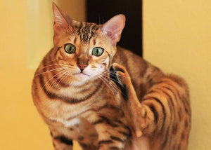 bengal cat breed