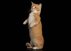 munchkin cat breed