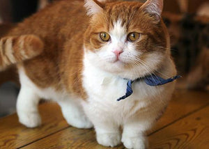 munchkin cat breed