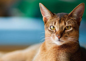 abyssinian cat in house