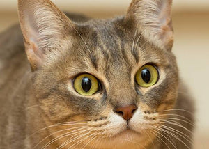 australian mist cat