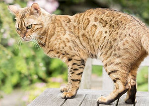 bengal cat in backyard