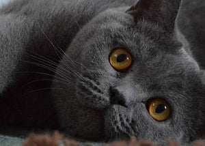 british shorthair cat on carpet