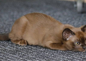 burmese cat in house