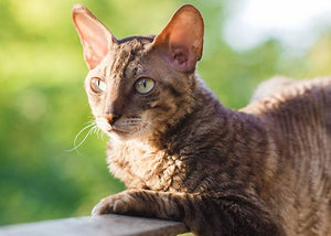 Cornish Rex Cat on balcony