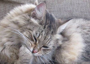 domestic longhair cat on couch
