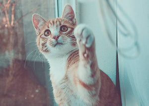 domestic short hair cat on window sill