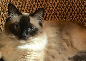 himalayan cat on chair
