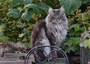 Norwegian Forest cat breed