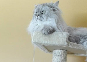 persian cat breed