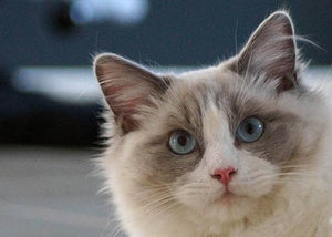 ragdoll cat in house