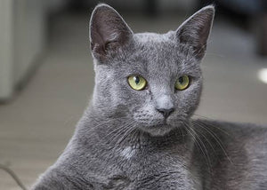russian blue cat