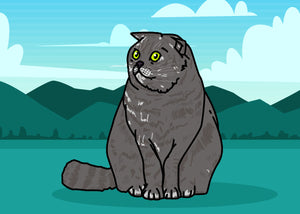 Scottish Fold Cat