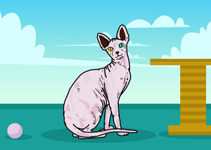 Illustration of Sphynx Cat