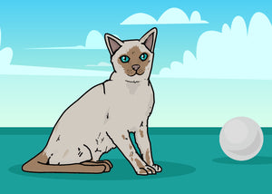 Tonkinese Cats