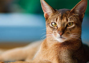 abyssinian cat breed