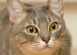 australian mist cat breed