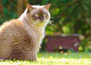 british shorthair cat breed