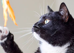 cat toys