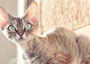 devon rex cat breed