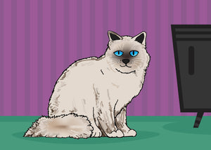 Blue Eyed Himalayan Cat 