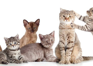 guide to cat breeds