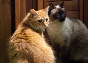safe cats in an enslosure