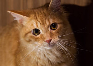 ginger cat in meow manor outdoor cat enclosure and cat run