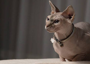 sphynx cat breed