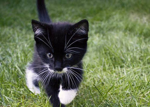 Adopted Kitten in Grass