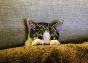 5 Reasons Why Kittens Cry and What To Do