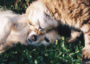 How Do I Get My Kitten To Accept Another Pet?