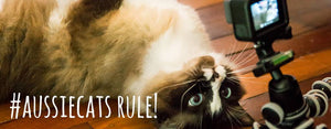 aussie ragdoll cat ollie posing for the camera