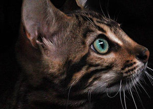 bengal cat breed