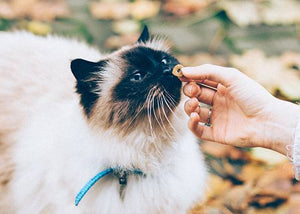 birman cat breed
