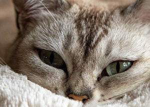 bored pet cat