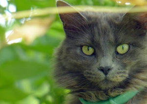 senior cat in backyard