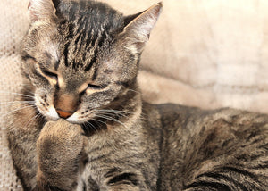 Must-have grooming accessories for your kitten