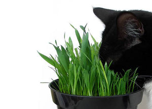 cat eating cat grass feature