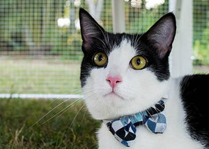 cat in cat enclosure