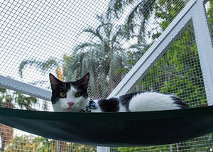 cat with cat hammock in paws playhouse cat run