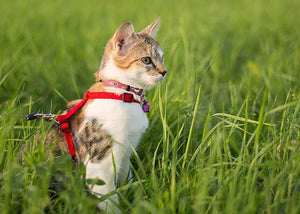 cat outside on lead for walk