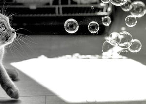 cat playing with catnip bubbles