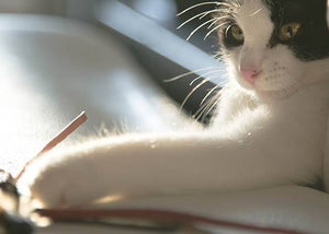 cat playing with leather cat toy