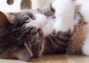 cat playing with string cat toy