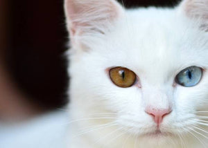 cat with heterochromia